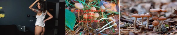 крисы Горняк